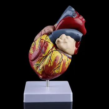 Demontáž Anatomický Model Ľudského Srdca Anatómie Lekárskej Viscera Orgánov Lekárske Učebné Zdroje Nástroj